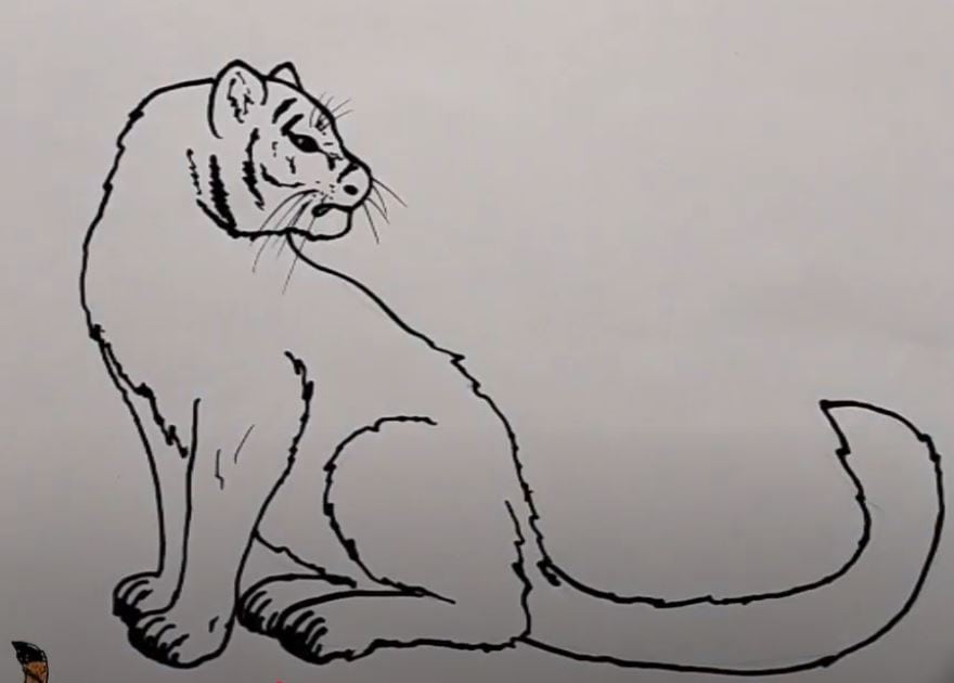How to draw a Big Cat step by step
