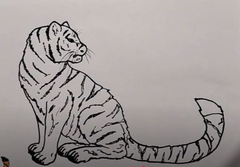 How to draw a Big Cat step by step