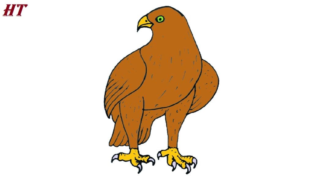 Easy step-by-step guide to drawing a realistic gold eagle, perfect for artists and beginners interested in wildlife art.