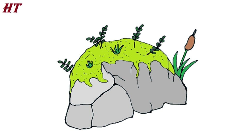 Step-by-step guide to drawing a detailed rock with plants, including moss, grass, and cattails, perfect for beginners learning how to draw natural elements.