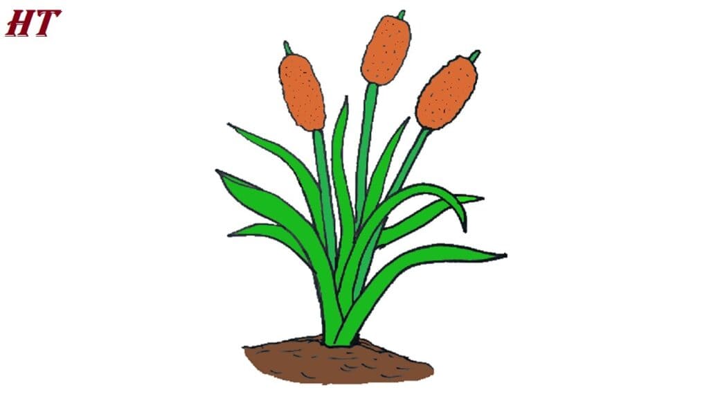 How to Draw Cattails